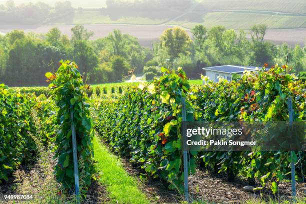 row vine grape in champagne vineyards at montagne de reims countryside village background, france - route montagne stockfoto's en -beelden