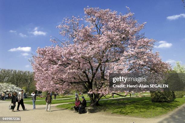 Cerisier du Japon en fleurs, Jardin des Plantes à Paris Cerisier du Japon en fleurs, Jardin des Plantes à Paris.