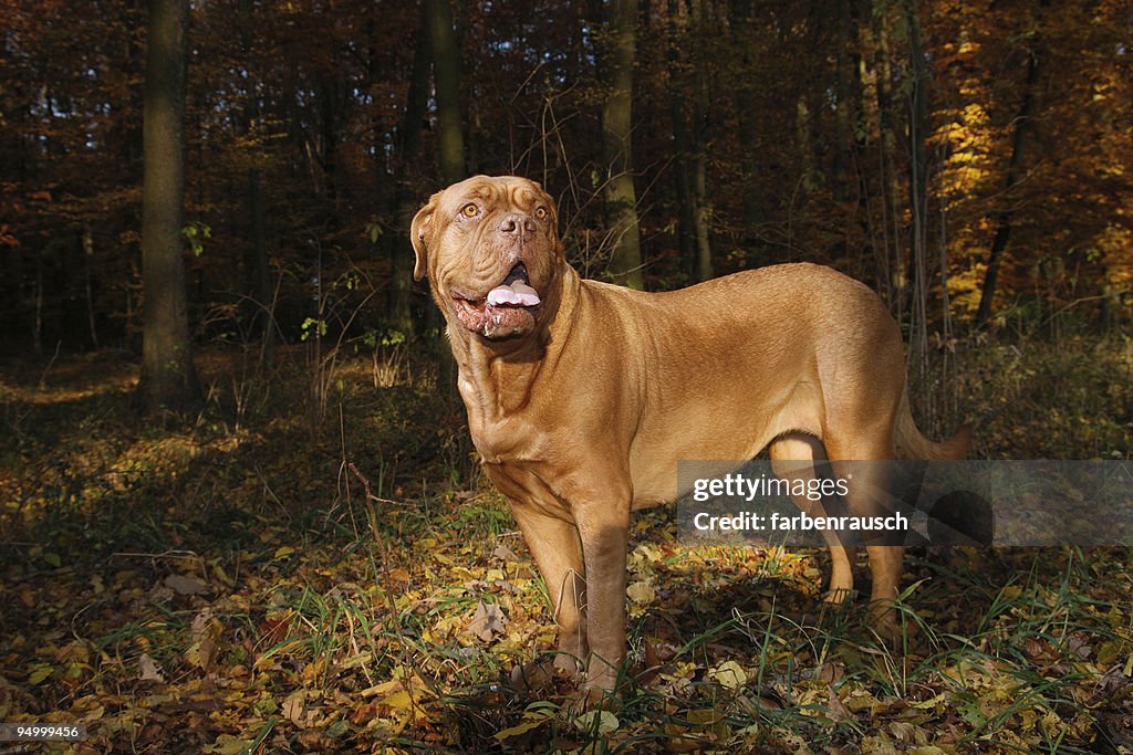 French Mastiff