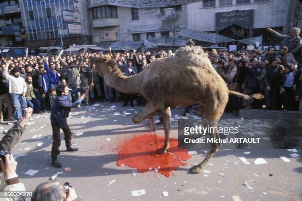 Sacrifice d'un chameau pour l'imam Khomeiny, en mars 1980 à Téhéran, Iran.