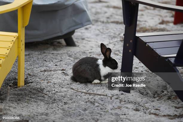 Rabbit, part of a large gang that numbers over one hundred, is seen near Pioneer Canal Park on April 22, 2018 in Boynton Beach, Florida. The bunnies...