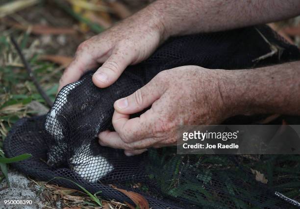 Volunteer with East Coast Rabbit Rescue uses a net to capture a rabbit near Pioneer Canal Park on April 22, 2018 in Boynton Beach, Florida. The...