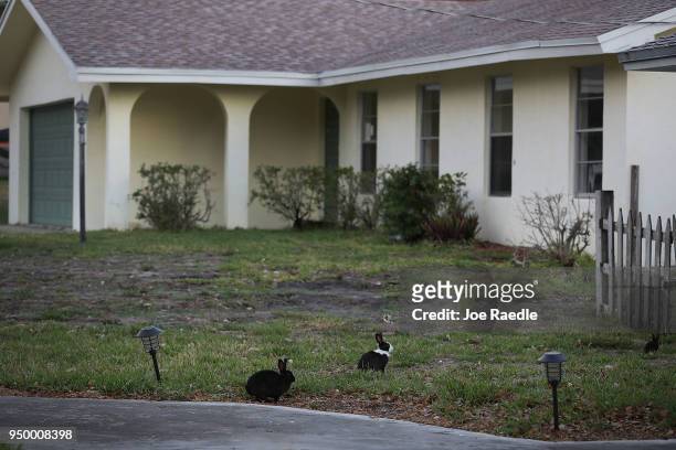 Rabbits, part of a large gang that numbers over one hundred, are seen near Pioneer Canal Park on April 22, 2018 in Boynton Beach, Florida. The...