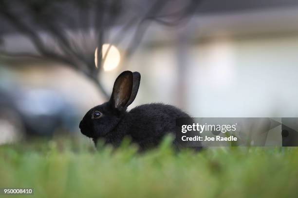 Rabbit, part of a large gang that numbers over one hundred, is seen near Pioneer Canal Park on April 22, 2018 in Boynton Beach, Florida. The bunnies...