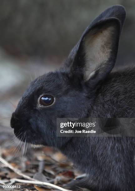 Rabbit, part of a large gang that numbers over one hundred, is seen near Pioneer Canal Park on April 22, 2018 in Boynton Beach, Florida. The bunnies...