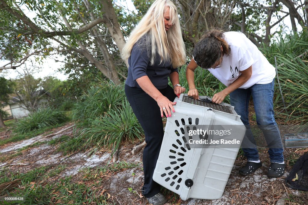 South Florida Park Overrun By Pet Rabbits Let Free By Owners
