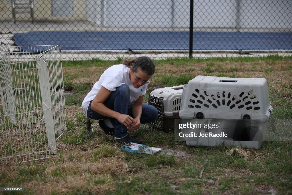 South Florida Park Overrun By Pet Rabbits Let Free By Owners