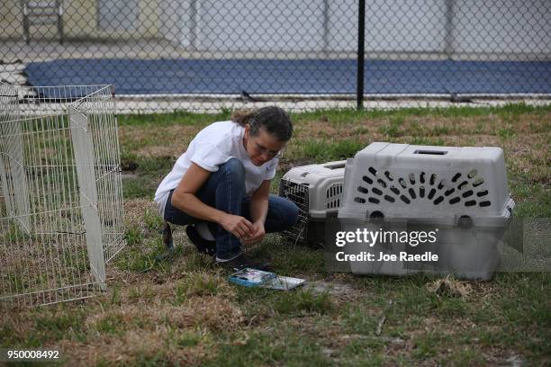 Monica Mitchell, from East Coast Rabbit Rescue, prepares to round up rabbits near Pioneer Canal Park on April 22, 2018 in Boynton Beach, Florida. The...