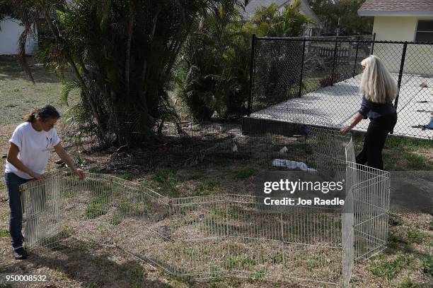 Monica Mitchell, from East Coast Rabbit Rescue, and Jana Sandler put up a corral in the hopes of capturing rabbits in it near Pioneer Canal Park on...