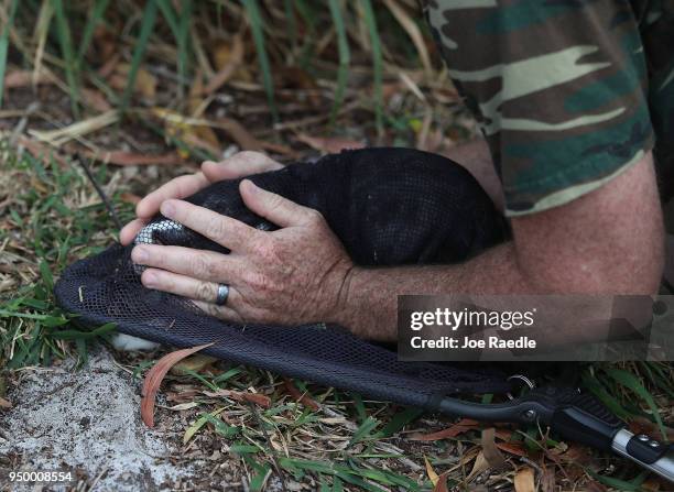 Catching Rabbits Florida 222 Rabbit Rescue Stock Photos, High-Res Pictures, and Images - Getty ...