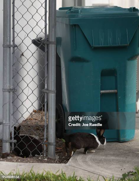 Rabbits, part of a large gang that numbers over one hundred, are seen near Pioneer Canal Park on April 22, 2018 in Boynton Beach, Florida. The...