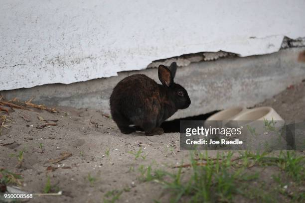 Rabbit, part of a large gang that numbers over one hundred, is seen near Pioneer Canal Park on April 22, 2018 in Boynton Beach, Florida. The bunnies...