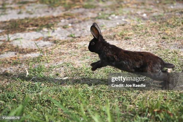 Rabbit, part of a large gang that numbers over one hundred, is seen near Pioneer Canal Park on April 22, 2018 in Boynton Beach, Florida. The bunnies...