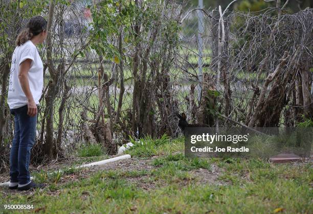 Monica Mitchell, from East Coast Rabbit Rescue, looks at a rabbit near Pioneer Canal Park on April 22, 2018 in Boynton Beach, Florida. The bunnies...