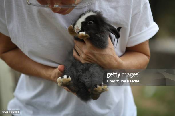 Monica Mitchell, from East Coast Rabbit Rescue, cares for a rabbit that she caught near Pioneer Canal Park on April 22, 2018 in Boynton Beach,...