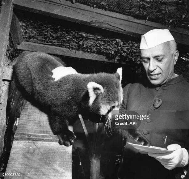 Jawaharlal Nehru, ancien Premier Ministre de l'Inde, avec un petit panda de Chine.