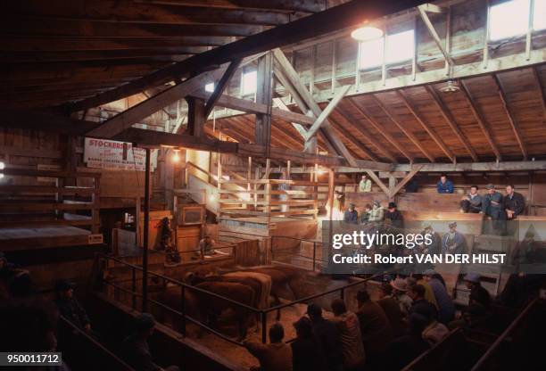 Marché au bétail à Kitchener dans la province de l'Ontario, novembre 1978, au Canada.