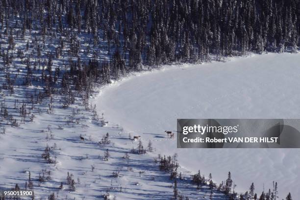 Des élans traversent un lac gelé dans la province de Québec, en mars 1980, Canada.