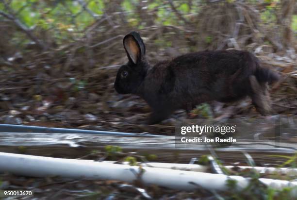 Rabbit, that is part of a large gang that numbers over one hundred, is seen near Pioneer Canal Park as volunteers with East Coast Rabbit Rescue try...