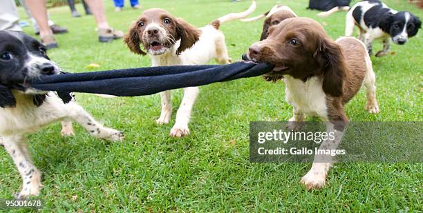 Spaniel puppies that will soon be trained as sniffer dogs to apprehend criminals play on December 21, 2009 in Pretoria, South Africa. The pups will...