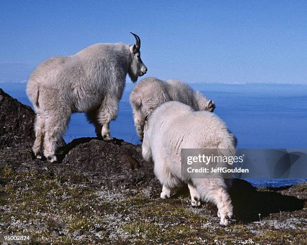 nanny goat and kids on a ridge - mountain goat climbing stock pictures, royalty-free photos & images
