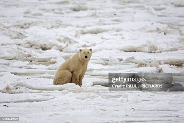 Polar bear sits on the Hudson Bay fresh ice next to a hole in the ice and close to the shore waiting for a seal meal for, 15 November 2007, outside...
