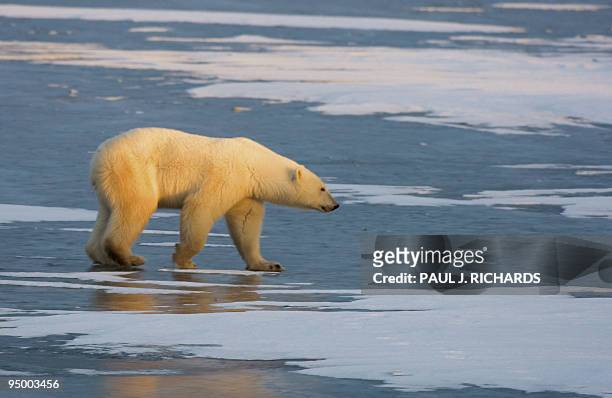 Polar Bear walks on the frozen tundra on the edge of Hudson Bay waiting for the Hudson Bay to freeze-over 14 November 2007 outside Churchill,...