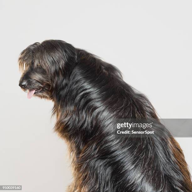 gos d'atura dog studio portrait with the tongue out. - hairy back stock pictures, royalty-free photos & images