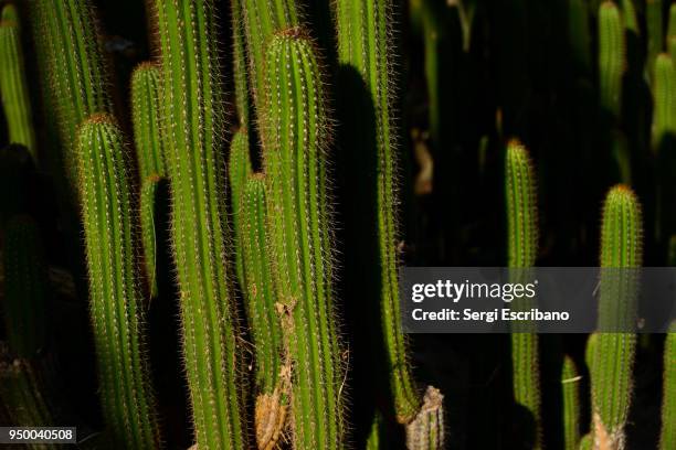 Column (Botany) Photos and Premium High Res Pictures - Getty Images