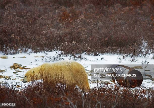 By Pierre-Henry Deshayes "Norvège-Arctique-société-animaux-ours" This file picture dated November 14, 2007 shows a Polar Bear walking past an oil...