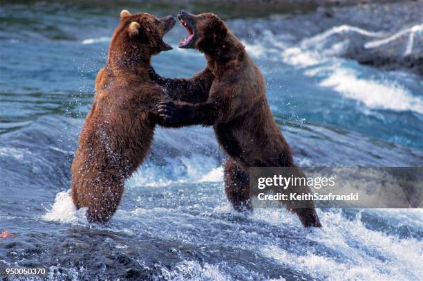 lucha contra los osos pardos - reñir fotografías e imágenes de stock