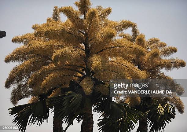 Blossoming corypha palm in Aterro de Flamengo Park in Rio de Janeiro, Brazil, December 22, 2009. The corypha palms, originary from Sri Lanka, were...