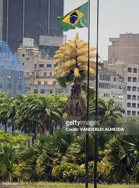 Blossoming corypha palms in Aterro de Flamengo Park in Rio de Janeiro, Brazil, December 22, 2009. The corypha palms, originary from Sri Lanka, were...