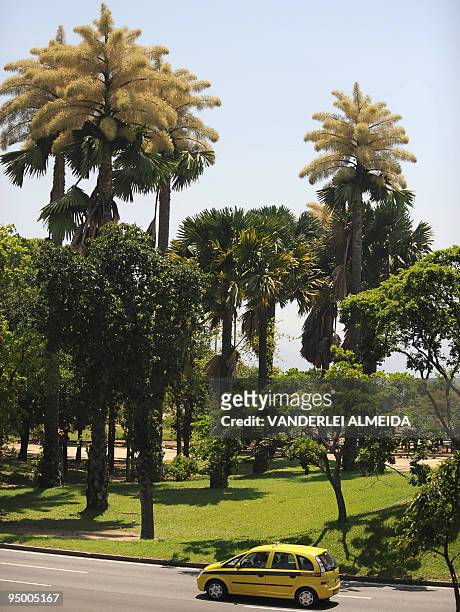 Blossoming corypha palms in Aterro de Flamengo Park in Rio de Janeiro, Brazil, December 22, 2009. The corypha palms, originary from Sri Lanka, were...