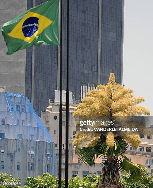 Blossoming corypha palm in Aterro de Flamengo Park in Rio de Janeiro, Brazil, December 22, 2009. The corypha palms, originary from Sri Lanka, were...