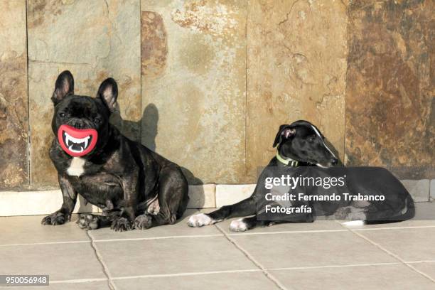 two happy dogs sunbathing - animal lips stock-fotos und bilder