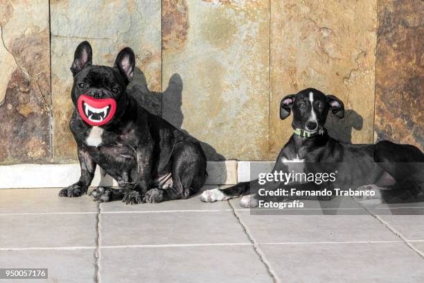 two happy dogs sunbathing - animal lips stock-fotos und bilder