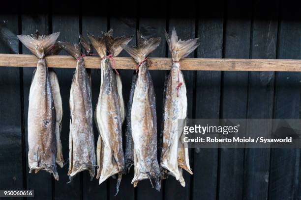 dried stockfish, faroe islands - faroe islands food stock pictures, royalty-free photos & images