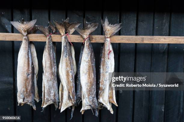 dried stockfish, faroe islands - bacalhau imagens e fotografias de stock