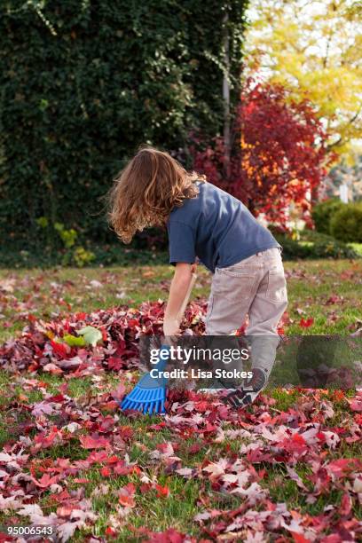 raking - lisa stokes stock pictures, royalty-free photos & images