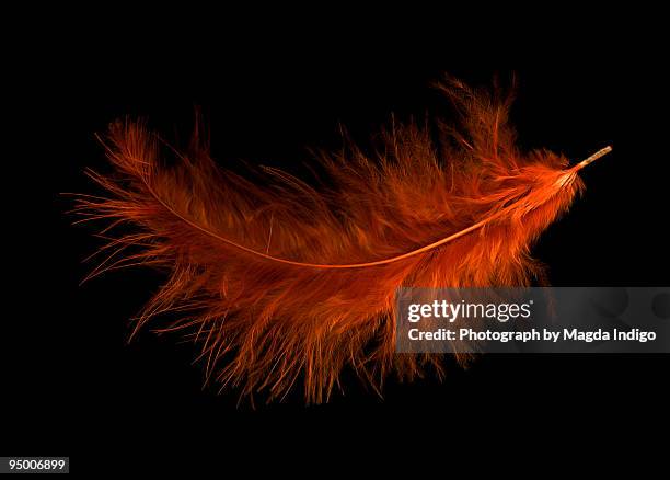 one red  feather - feather stockfoto's en -beelden