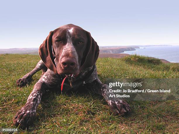 a dog - german shorthaired pointer stock pictures, royalty-free photos & images