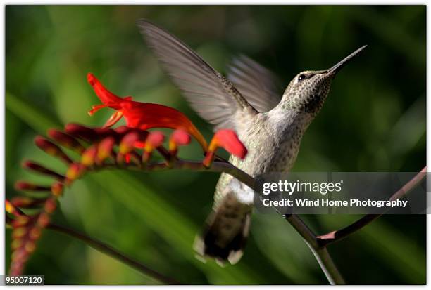 hummingbird and crocosmia flower - eugene oregon nature stock pictures, royalty-free photos & images