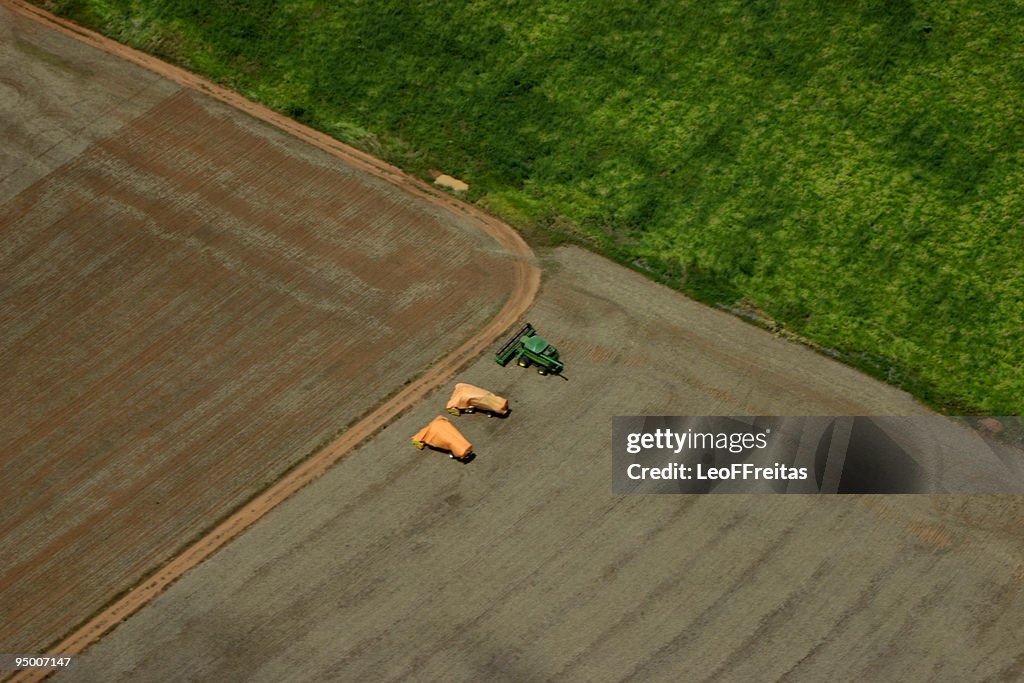 Soya field in Sinop