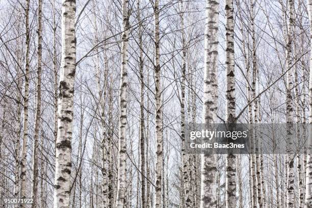 forest full of naked birch trees - berk stockfoto's en -beelden
