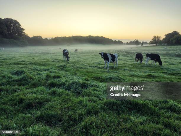 cows on field against sky - cow stock pictures, royalty-free photos & images
