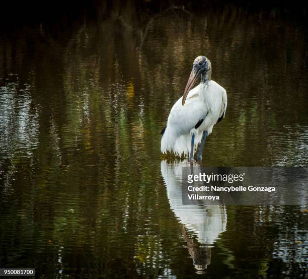 wood stork - nancybelle villarroya stock pictures, royalty-free photos & images