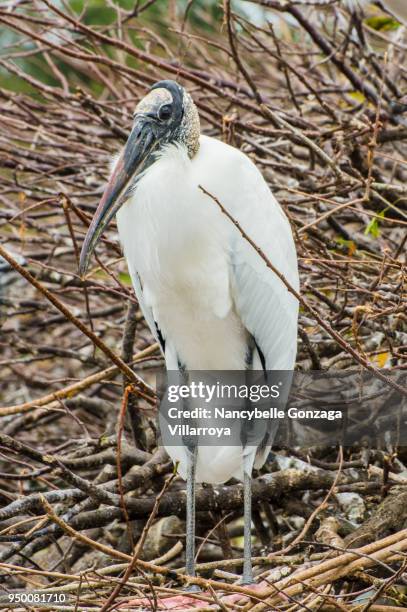 wood stork - nancybelle villarroya stock pictures, royalty-free photos & images