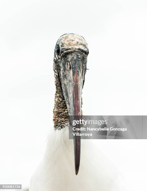 wood stork - nancybelle villarroya ストックフォトと画像