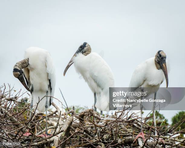 wood stork - nancybelle villarroya stock pictures, royalty-free photos & images